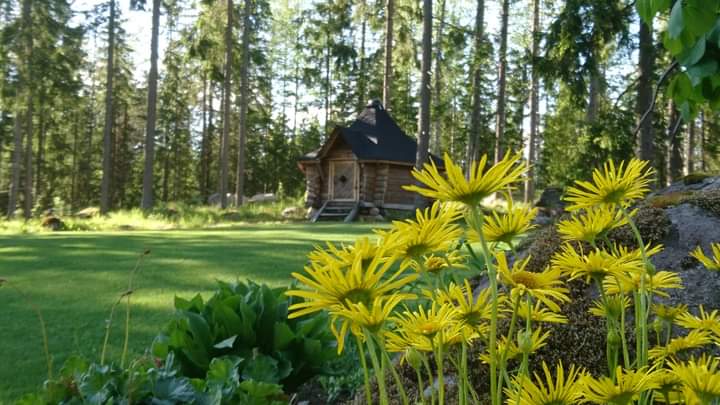 Grillikota, metsä ja keltaisia kukkia