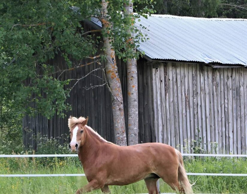 Hevonen kesälaitumella