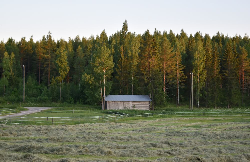 Heinäpelto ja lato metsän reunassa