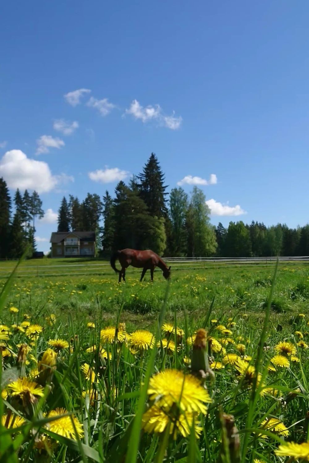 Katso uusimmat TikTok kuulumiset