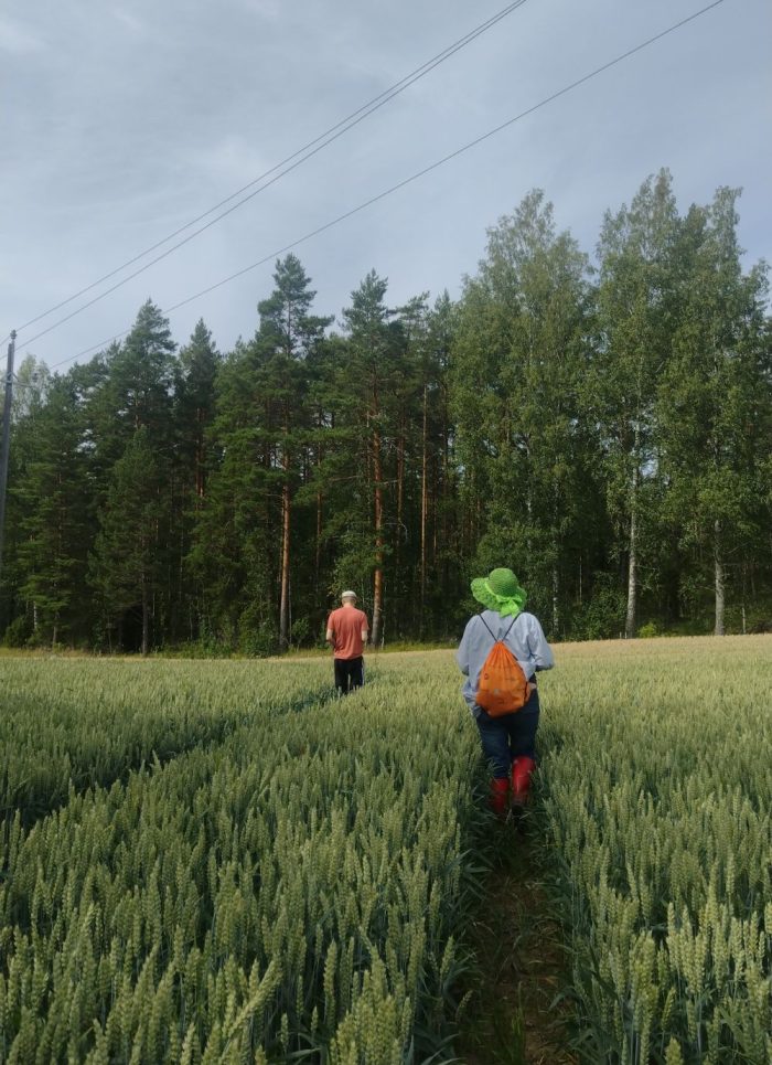 Kaksi ihmistä kävelee vihreällä viljapellolla