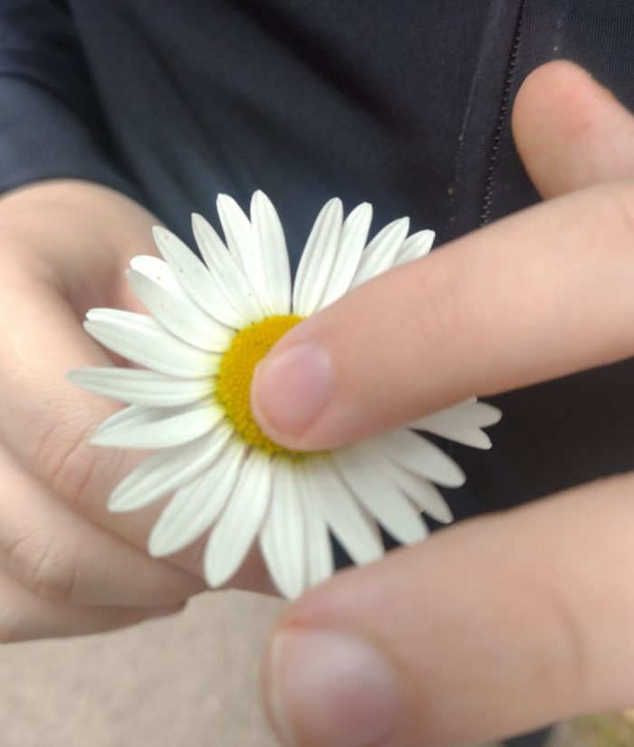 Päivänkakkara ja sormet