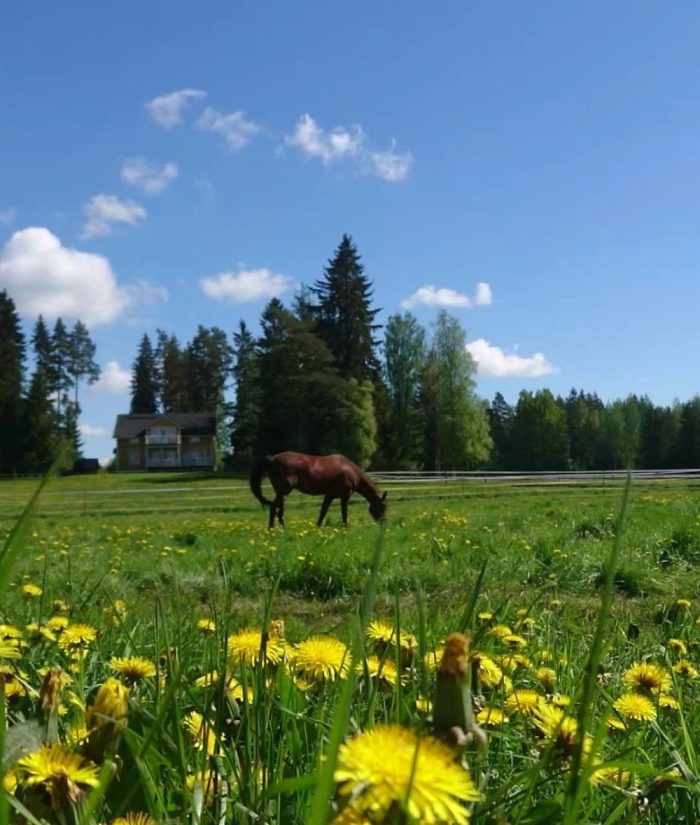 Hevonen kesälaitumella