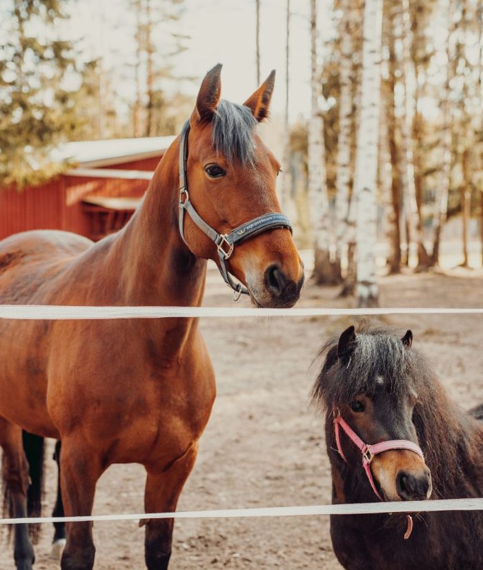 Hevonen ja poni aitauksessa